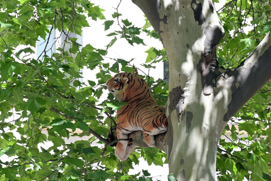 In einem Plagwitzer Straßenbaum chillt der Plüsch-Tiger weiter vor sich hin.