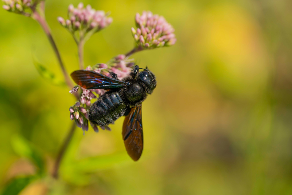 Ein Weibchen der Blauschwarzen Holzbiene beim Blütenbesuch. Nun wurde ihre Art zur Wildbiene des Jahres 2024 gekürt.