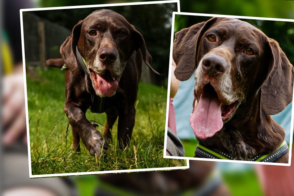 Theo liebt Kuscheln und kann bereits so viel: Wieso sitzt der Traumhund im Tierheim fest?