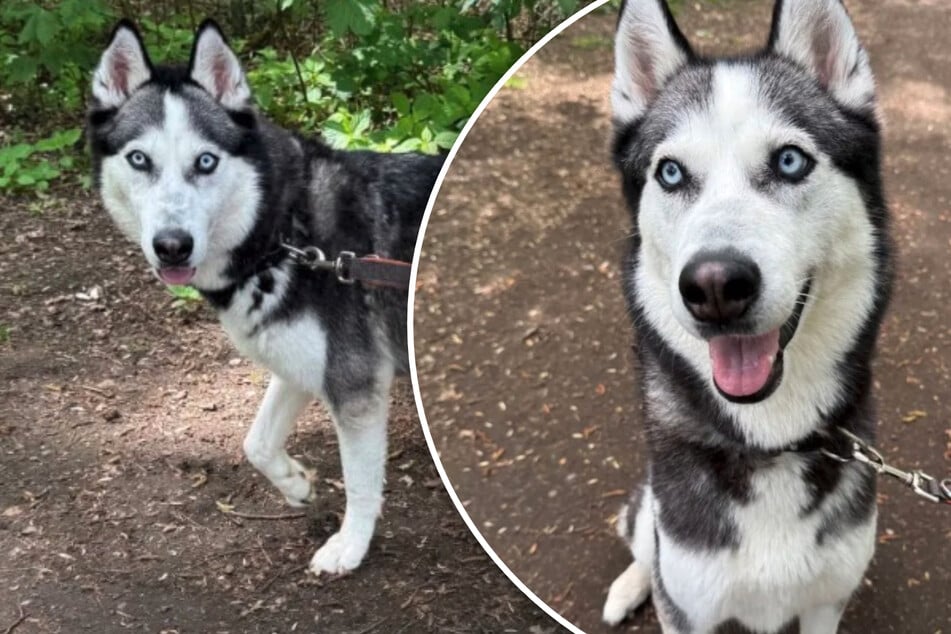 Zu wenig Action im alten Zuhause: Wer schenkt Husky Nala ein neues Leben?