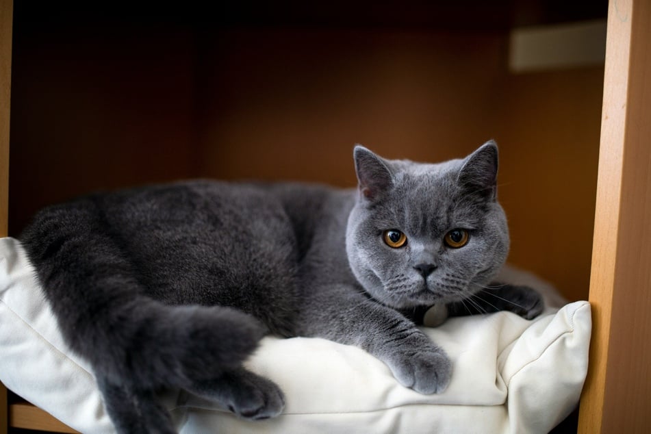 The British Shorthair is unique in its long and sordid history.