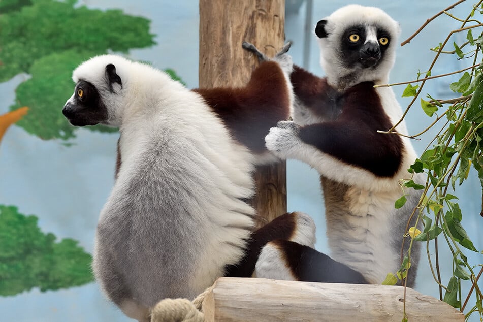 Das Lemuren-Paar "Herkules" und "Euphemia" ist ab jetzt im Madagascarhaus im Kölner Zoo zu Hause.