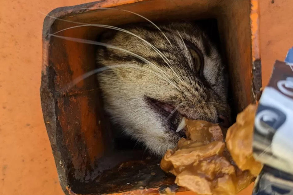 The completely exhausted Moggy could be fed makeshift through a small hole.