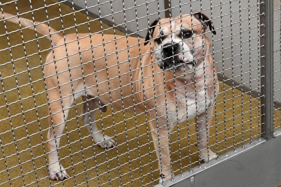 Chico im Tierheim, nachdem er zwei Menschen totgebissen hatte.