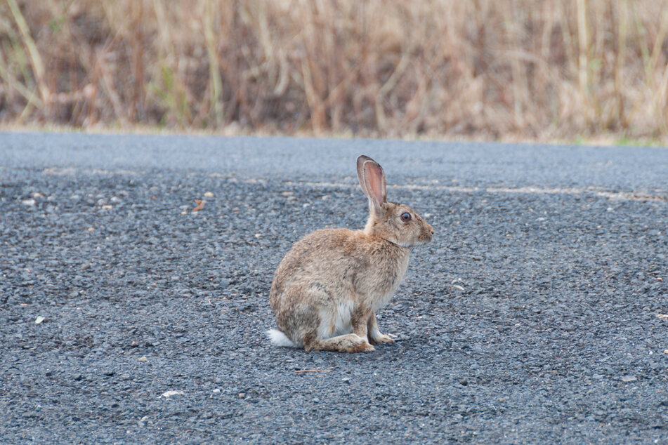 Seit über 160 Jahren leidet Australien immer wieder an Kaninchen-Plagen - mit enormen Folgen für landwirtschaftliche Kulturen.