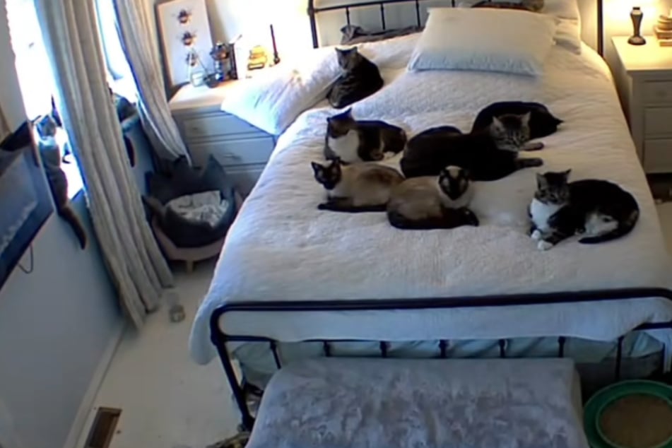 Femme rentre chez elle : la réaction adorable de ses chats touche tous les cœurs