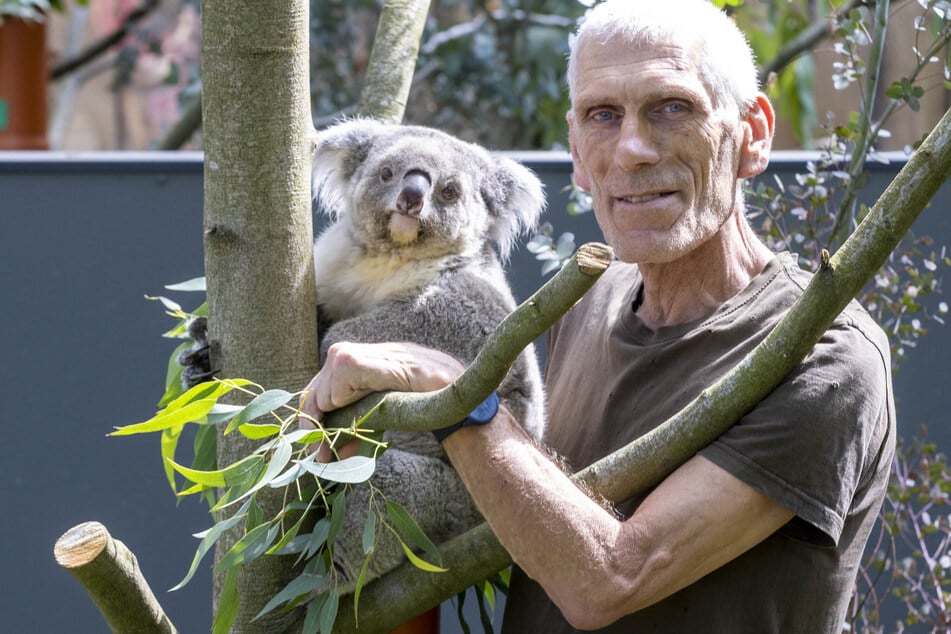 Tierpfleger Olaf Lohnitz (61) mit Koala-Mama Eerin, in deren Beutel sich ein Jungtier versteckt.