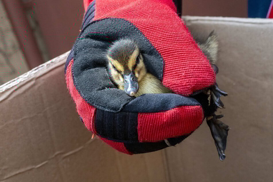 Behutsam wurden die Küken eingesammelt.