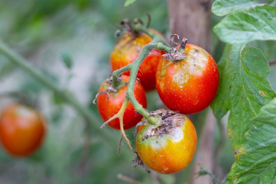 Schade um die Tomaten: Braunfäule macht die Früchte ungenießbar.