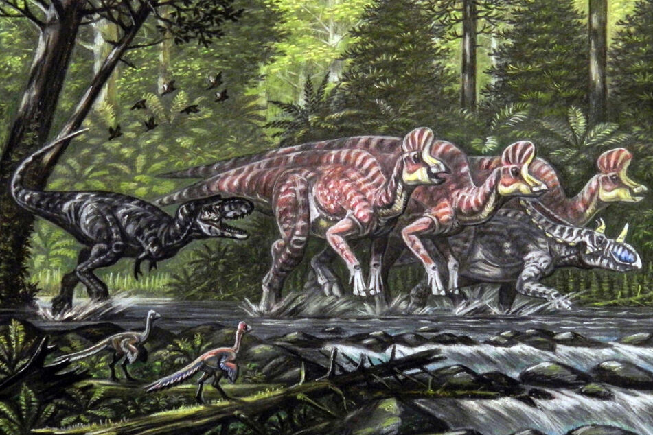 Ein erwachsener Gorgosaurus verfolgt Corythosaurus und Chasmosaurus.