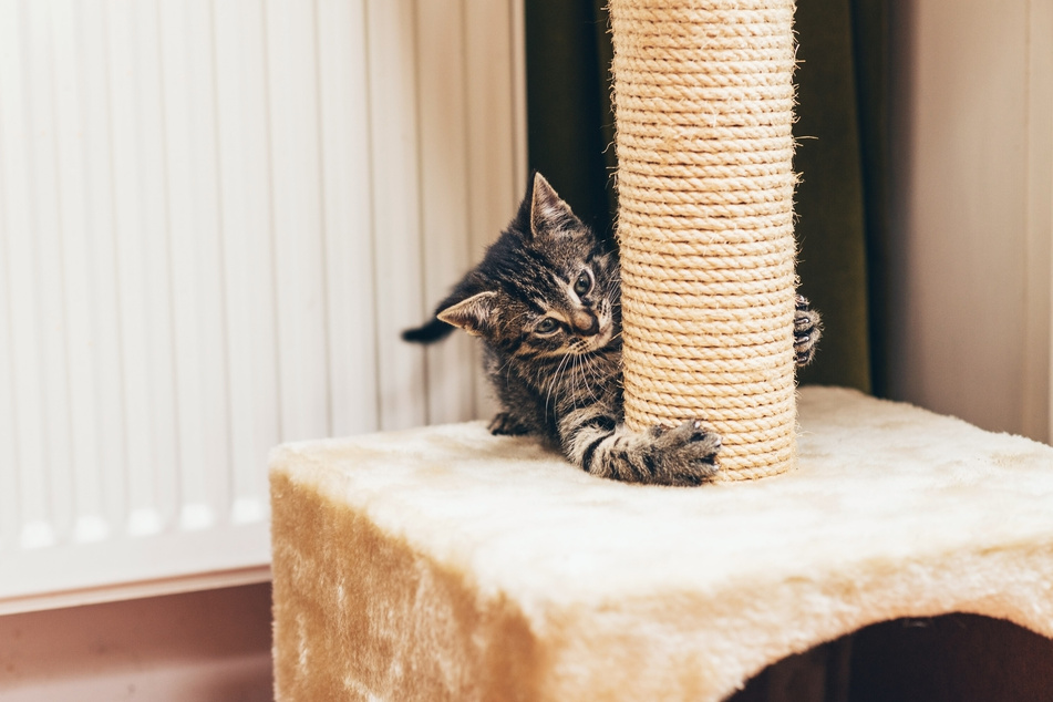 Am besten ist es, wenn sich kleine Katzen sofort an einen Kratzbaum gewöhnen können.