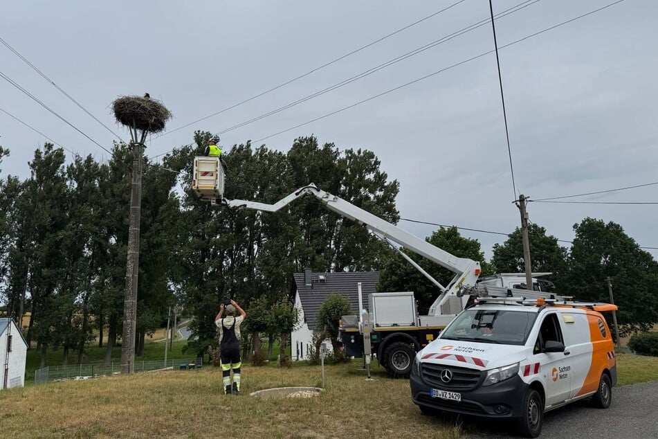 Neben dem Artenschutzbeauftragten des Landkreises war auch der Netzbetreiber SachsenNetze bei der Rettungsaktion der Jungstörche im Einsatz.