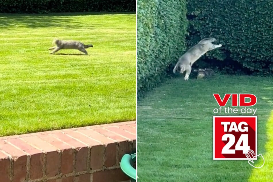 viral videos: Viral Video of the Day for June 5, 2024: Indoor cat backflips when let outside for first time!