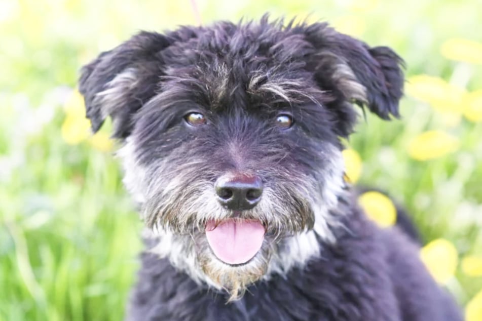 Terrier-Mix Charly (5) aus dem Berliner Tierheim wünscht sich sehr ein neues Zuhause.