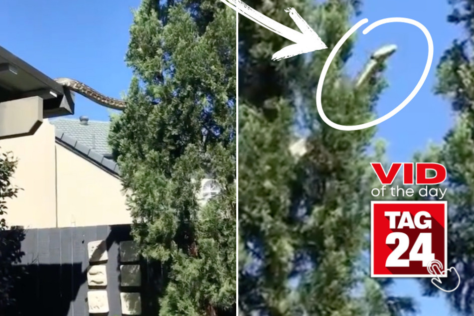 viral videos: Viral Video of the Day for August 31, 2023: Giant snake slithering across roof has TikTok shook