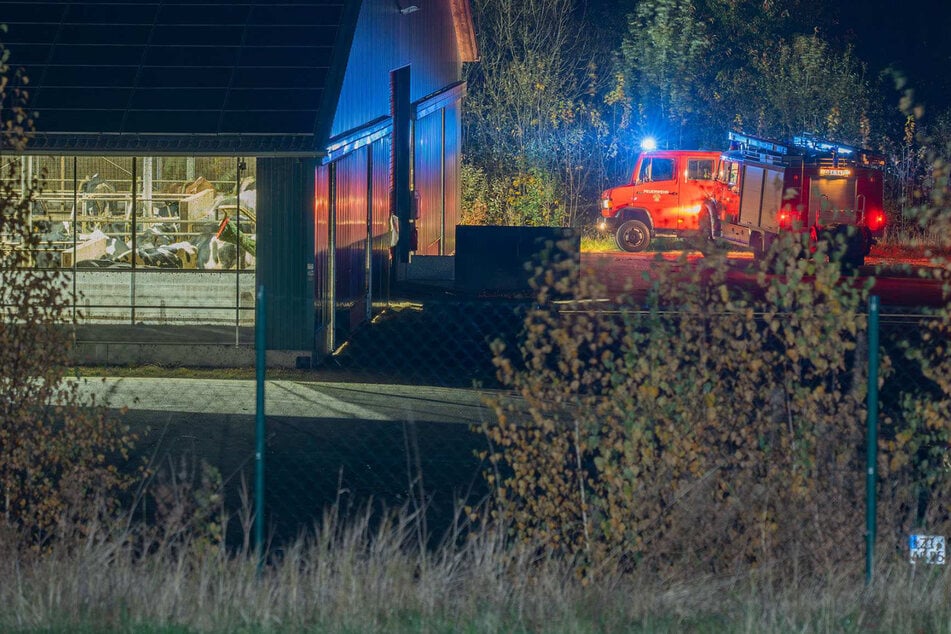 Dramatische Rettung im Kuhstall: Feuerwehr muss in Gülle-Kanal steigen