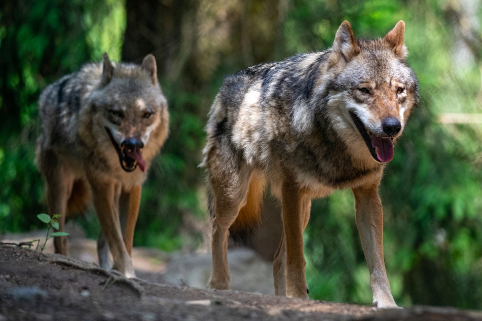 Wolfsangriffe auf Almen: Hier ist der Herdenschutz "nicht zumutbar"