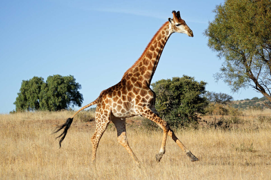 The giraffe is possibly the strongest land animal in the world.