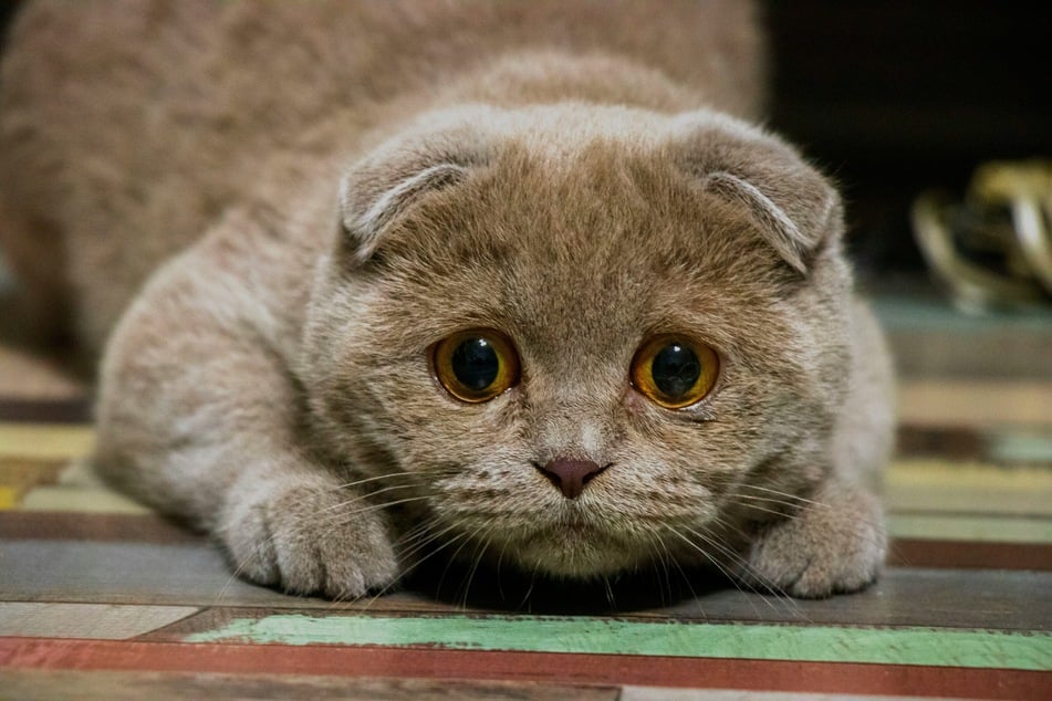 Den meisten Menschen blutet das Herz, wenn sie eine Katze weinen sehen.