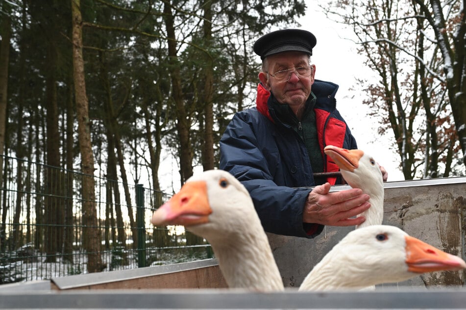 Ludwig Smidt (81) kämpfte mit den Tränen, als er seine Tiere zum Tierpark brachte.