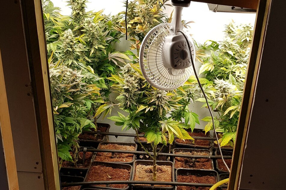 Nach Entdeckung der kleinen Cannabis-Plantage stellte die Polizei die Pflanzen sicher. Gegen den Wohnungsinhaber wird ermittelt.