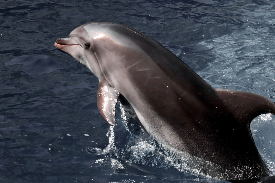 Was könnte ein Delfin schon im Kampfeinsatz anrichten? Offenbar eine ganze Menge! (Symbolbild)