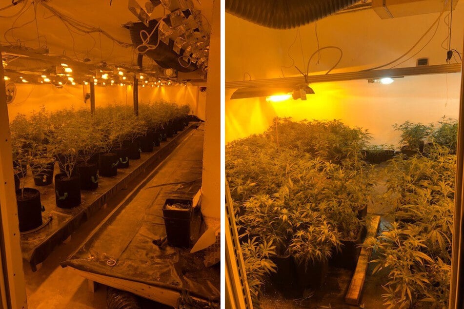Großeinsatz der Polizei: Riesige Cannabisplantage in der Pfalz entdeckt