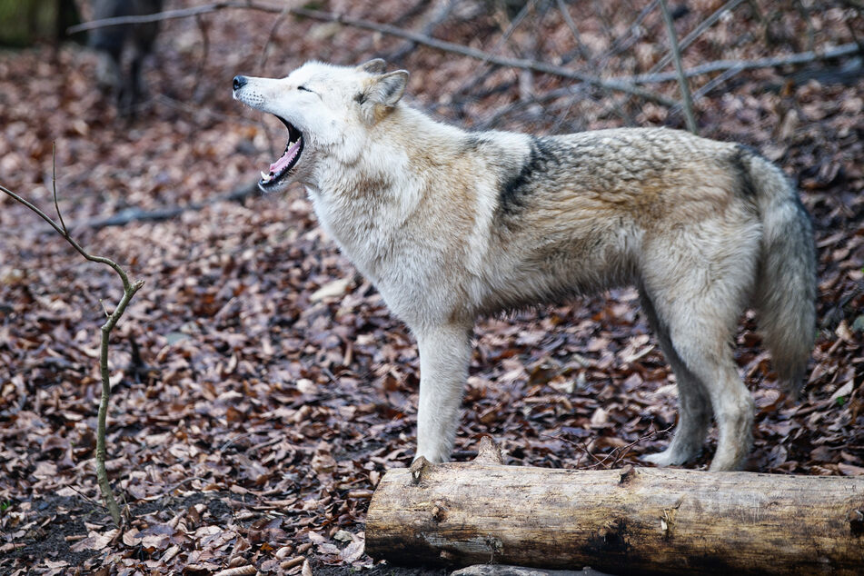 Wölfe: Tierhalter in Sachsen sehen ihre Zucht bedroht: Jäger wollen endlich Wölfe abschießen