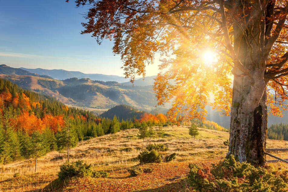 Der Herbst zeigt sich am Wochenende von seiner besten Seite. (Symbolbild)