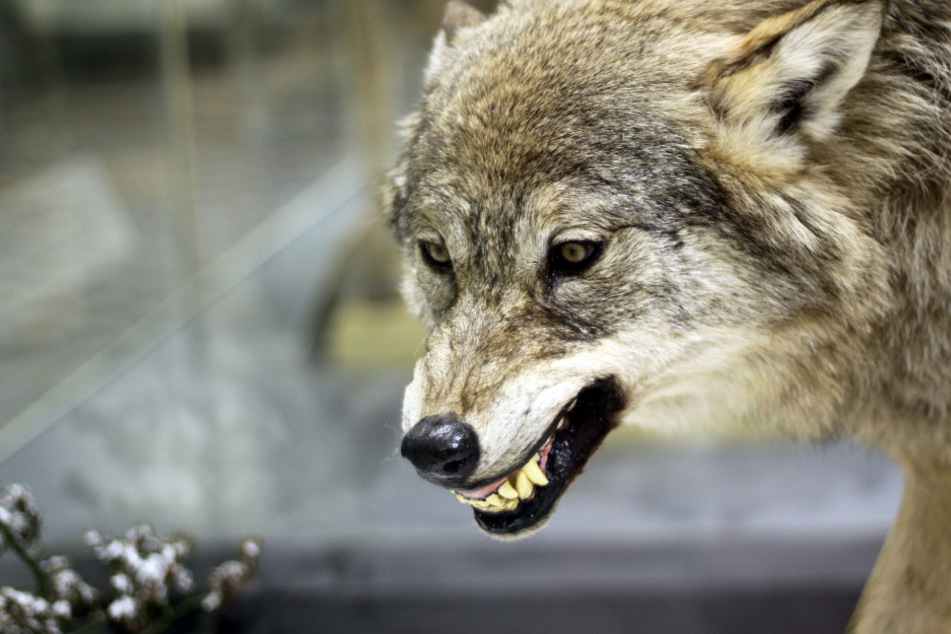 Aufruhr in Tierpark: Wolf beißt zu, Junge (11) muss ins Krankenhaus