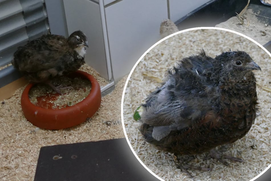 Codornices abandonadas: Por eso tienen pocas posibilidades de sobrevivir en la naturaleza