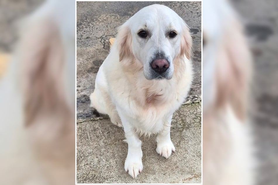 Das einjährige Golden-Retriever-Mädchen Elli hofft, jetzt endlich ein liebevolles Zuhause zu finden.