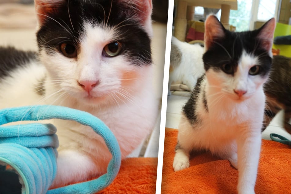 Pasado terrible en Rumanía: ¿Quién tiene corazón para la pequeña Tuxy?