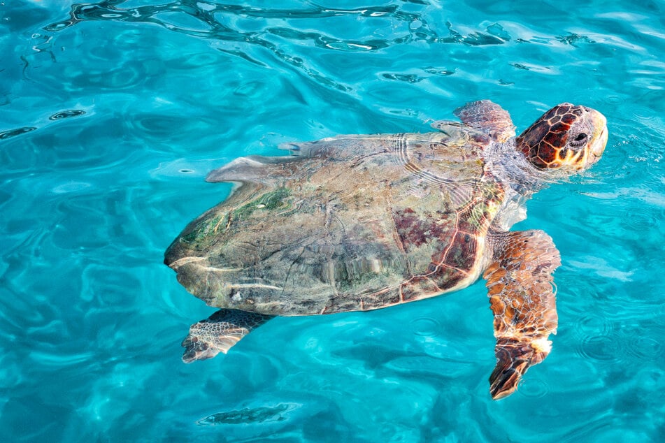 Türkisblaues Wasser, Schildkröten und keine Menschenmassen? Wir wissen wo