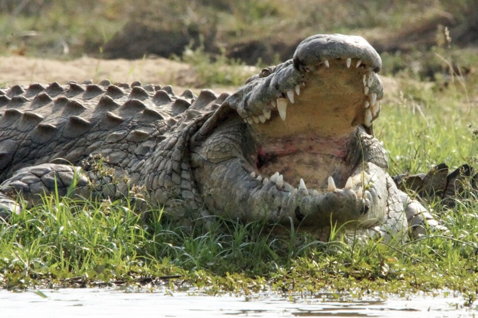 Killer-Krokodil zerfleischt Frau und bewacht ihre Leiche