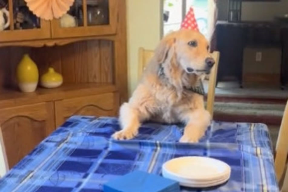 Jedes Jahr darf sich Golden Retriever Hatch über eine Geburtstagsfeier freuen.
