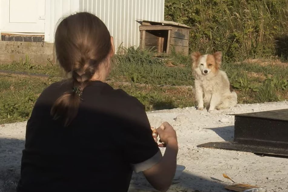 Olena tried to save the animal, but he wouldn't budge for six long months.