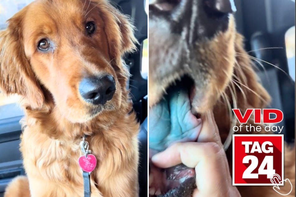 Today's Viral Video of the Day features a sneaky pup that got into his owner's blue slushy!