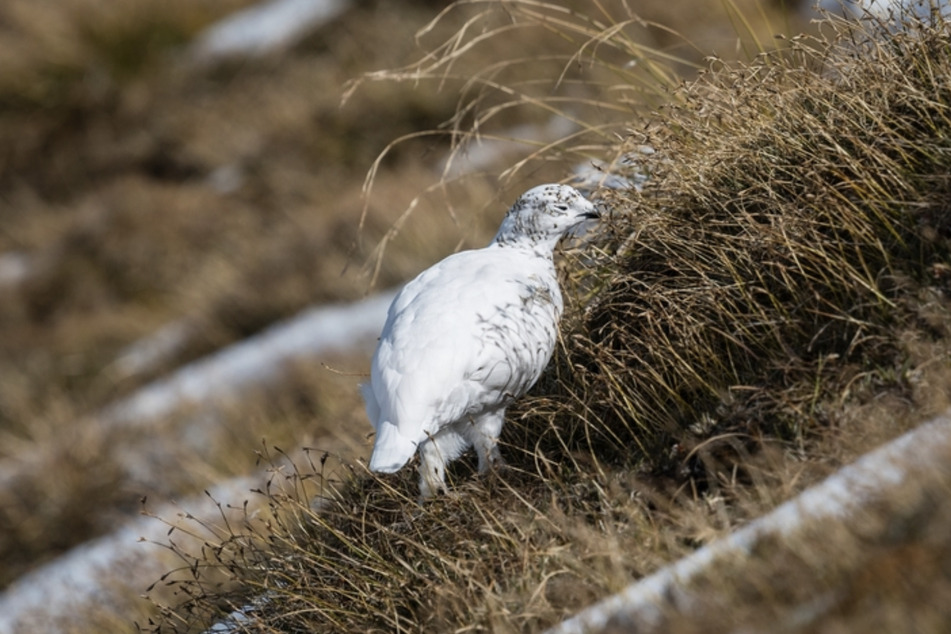 Ein Alpenschneehuhn mit weißem Wintergefieder steht auf einer Wiese im Karwendel. Es hat mangels Schnee keine Tarnung.