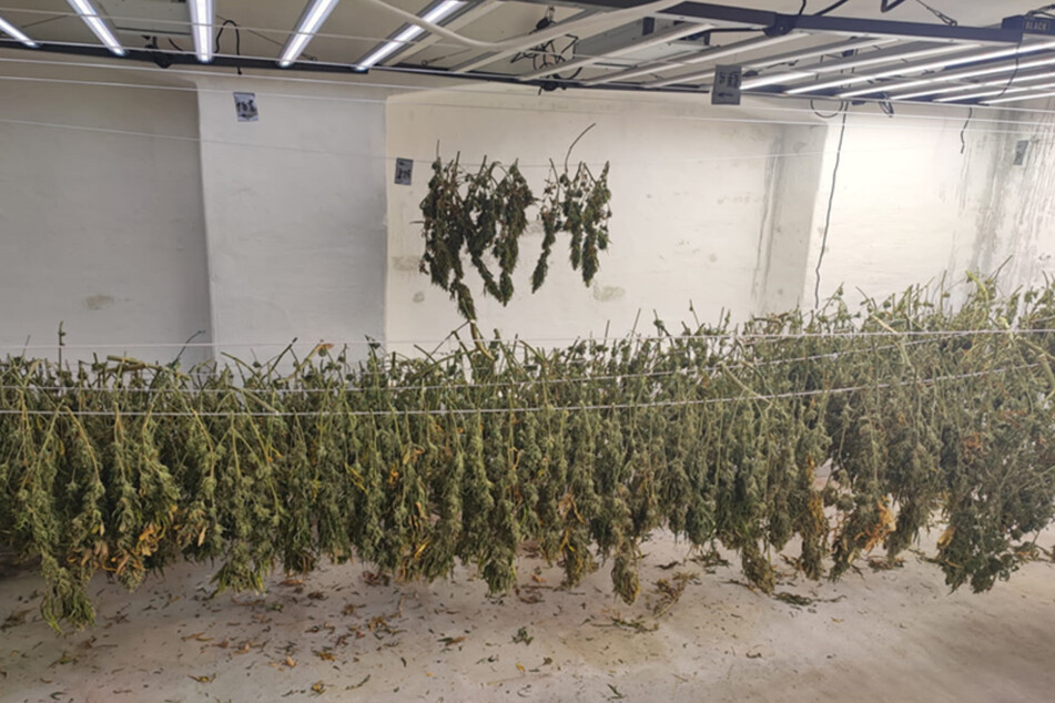 In einem verlassenen Wohnhaus konnte eine große Cannabisplantage gefunden werden.