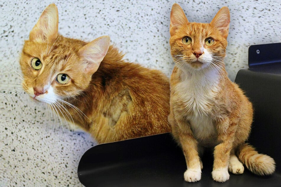 El gato Simba también podría adaptarse bien a una familia con niños.