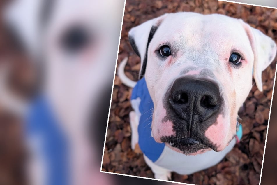 Hund Paco hat genug von emotionalem Hin und Her: Wer holt ihn zum dritten Mal aus dem Tierheim?
