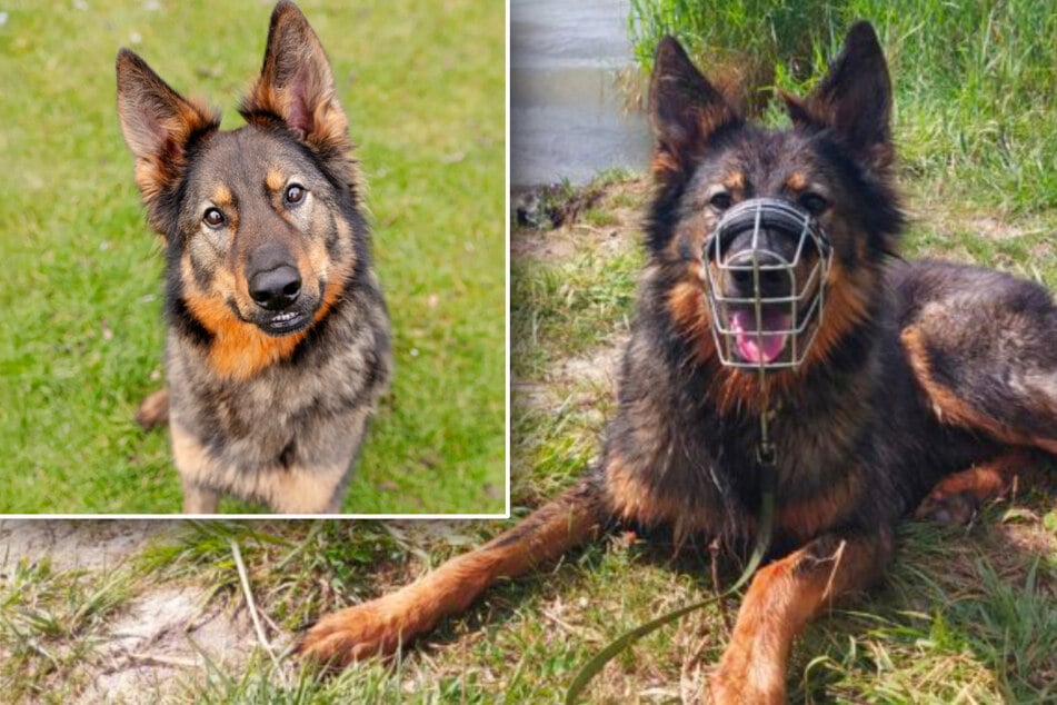 Chien de berger croisé commet une grave erreur : Qui donne une chance au beau Duke ?