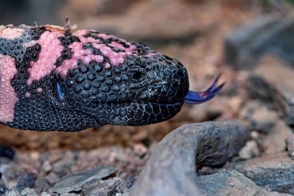 The Gila monster is by far the most venomous lizard in the world.