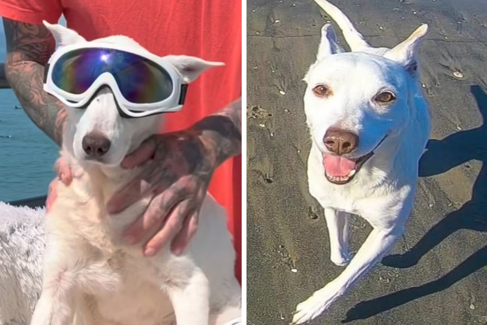 Trauer um viralen "Surfing Dog": Hündin Sugar stirbt an Krebs