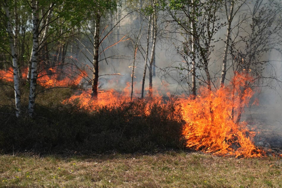 Auf dem ehemaligen Truppenübungsplatz bei Jüterbog ist am Donnerstag erneut ein Flächenbrand ausgebrochen. (Archivfoto)