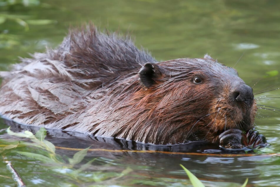 No bandwidth? Beavers to blame for Canadian communications outage