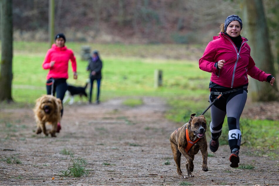 Nach drei Jahren Planung geht der Hunde-Triathlon nun an den Start.