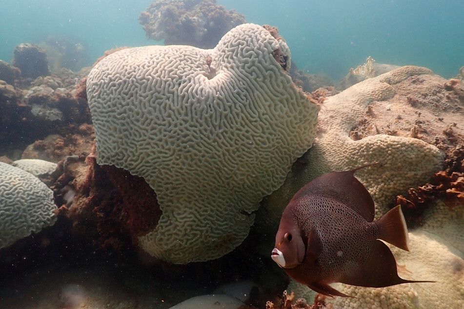 Wissenschaftler warnen vor einer verheerenden Korallenbleiche am Great Barrier Reef im australischen Bundesstaat Queensland.