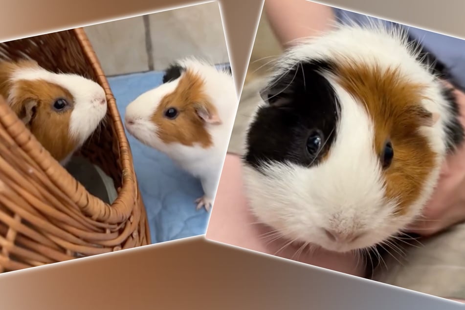 Erst mit Elvis hat Meerschweinchen-Dame Anette ihren Frieden gefunden. Zusammen suchen sie jetzt ein neues Zuhause.
